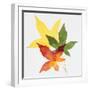 Sweet Gum Leaves-DLILLC-Framed Photographic Print