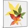 Sweet Gum Leaves-DLILLC-Mounted Photographic Print