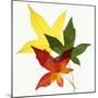 Sweet Gum Leaves-DLILLC-Mounted Photographic Print