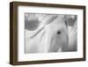 Sweet Horse-Marco Carmassi-Framed Photographic Print