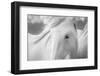 Sweet Horse-Marco Carmassi-Framed Photographic Print