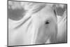 Sweet Horse-Marco Carmassi-Mounted Photographic Print