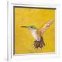 Sweet Hummingbird II-Mehmet Altug-Framed Premium Giclee Print