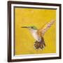 Sweet Hummingbird II-Mehmet Altug-Framed Premium Giclee Print
