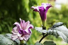 Coloured Rose Blossoms, Roses-Sweet Ink-Photographic Print