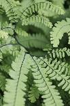 Fern, Bracken-Sweet Ink-Photographic Print