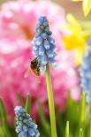 Grape Hyacinth with Bee-Sweet Ink-Photographic Print