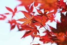 Japanese Maple, Maple Leaves, Acer Palmatum-Sweet Ink-Photographic Print