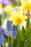 Grape Hyacinth with Bee-Sweet Ink-Photographic Print