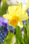 Grape Hyacinth with Bee-Sweet Ink-Photographic Print