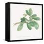 Sweet Marjoram-Chris Paschke-Framed Stretched Canvas