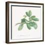 Sweet Marjoram-Chris Paschke-Framed Art Print