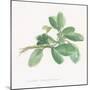 Sweet Marjoram-Chris Paschke-Mounted Art Print