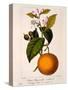 Sweet Orange: Citrus Sinensis Var. Bigaradia Violacea, 1836-Pancrace Bessa-Stretched Canvas