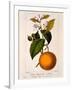 Sweet Orange: Citrus Sinensis Var. Bigaradia Violacea, 1836-Pancrace Bessa-Framed Giclee Print