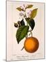 Sweet Orange: Citrus Sinensis Var. Bigaradia Violacea, 1836-Pancrace Bessa-Mounted Giclee Print