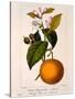 Sweet Orange: Citrus Sinensis Var. Bigaradia Violacea, 1836-Pancrace Bessa-Stretched Canvas