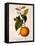 Sweet Orange: Citrus Sinensis Var. Bigaradia Violacea, 1836-Pancrace Bessa-Framed Stretched Canvas