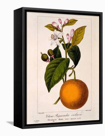 Sweet Orange: Citrus Sinensis Var. Bigaradia Violacea, 1836-Pancrace Bessa-Framed Stretched Canvas