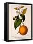 Sweet Orange: Citrus Sinensis Var. Bigaradia Violacea, 1836-Pancrace Bessa-Framed Stretched Canvas
