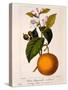 Sweet Orange: Citrus Sinensis Var. Bigaradia Violacea, 1836-Pancrace Bessa-Stretched Canvas