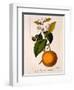 Sweet Orange: Citrus Sinensis Var. Bigaradia Violacea, 1836-Pancrace Bessa-Framed Giclee Print