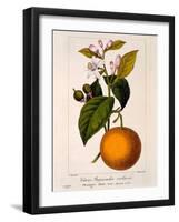 Sweet Orange: Citrus Sinensis Var. Bigaradia Violacea, 1836-Pancrace Bessa-Framed Giclee Print