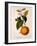 Sweet Orange: Citrus Sinensis Var. Bigaradia Violacea, 1836-Pancrace Bessa-Framed Giclee Print