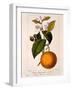 Sweet Orange: Citrus Sinensis Var. Bigaradia Violacea, 1836-Pancrace Bessa-Framed Giclee Print