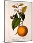 Sweet Orange: Citrus Sinensis Var. Bigaradia Violacea, 1836-Pancrace Bessa-Mounted Giclee Print