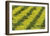 Sweet Orange Cultivation in the Fertile Guadalhorce-null-Framed Photographic Print