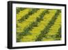 Sweet Orange Cultivation in the Fertile Guadalhorce-null-Framed Photographic Print