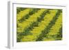 Sweet Orange Cultivation in the Fertile Guadalhorce-null-Framed Photographic Print