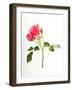 Sweet Passion-Will Wilkinson-Framed Photographic Print