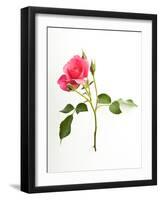 Sweet Passion-Will Wilkinson-Framed Photographic Print