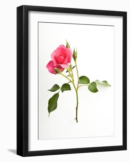 Sweet Passion-Will Wilkinson-Framed Photographic Print
