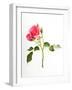 Sweet Passion-Will Wilkinson-Framed Photographic Print