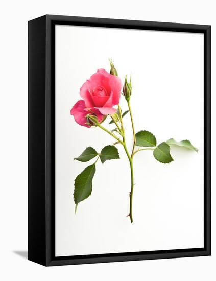 Sweet Passion-Will Wilkinson-Framed Stretched Canvas