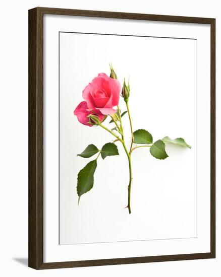 Sweet Passion-Will Wilkinson-Framed Photographic Print