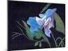 Sweet Pea, 2020 (acrylic on board)-Helen White-Mounted Giclee Print