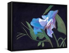 Sweet Pea, 2020 (acrylic on board)-Helen White-Framed Stretched Canvas