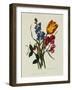 Sweet Pea and Tulip, Sketches of Flowers from Nature-Mary Lawrence-Framed Giclee Print