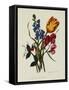 Sweet Pea and Tulip, Sketches of Flowers from Nature-Mary Lawrence-Framed Stretched Canvas