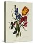 Sweet Pea and Tulip, Sketches of Flowers from Nature-Mary Lawrence-Stretched Canvas