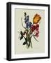 Sweet Pea and Tulip, Sketches of Flowers from Nature-Mary Lawrence-Framed Giclee Print