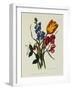 Sweet Pea and Tulip, Sketches of Flowers from Nature-Mary Lawrence-Framed Giclee Print