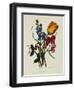 Sweet Pea and Tulip, Sketches of Flowers from Nature-Mary Lawrence-Framed Giclee Print