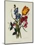 Sweet Pea and Tulip, Sketches of Flowers from Nature-Mary Lawrence-Mounted Giclee Print