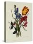 Sweet Pea and Tulip, Sketches of Flowers from Nature-Mary Lawrence-Stretched Canvas