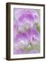 Sweet Pea Blossoms I-Kathy Mahan-Framed Photographic Print